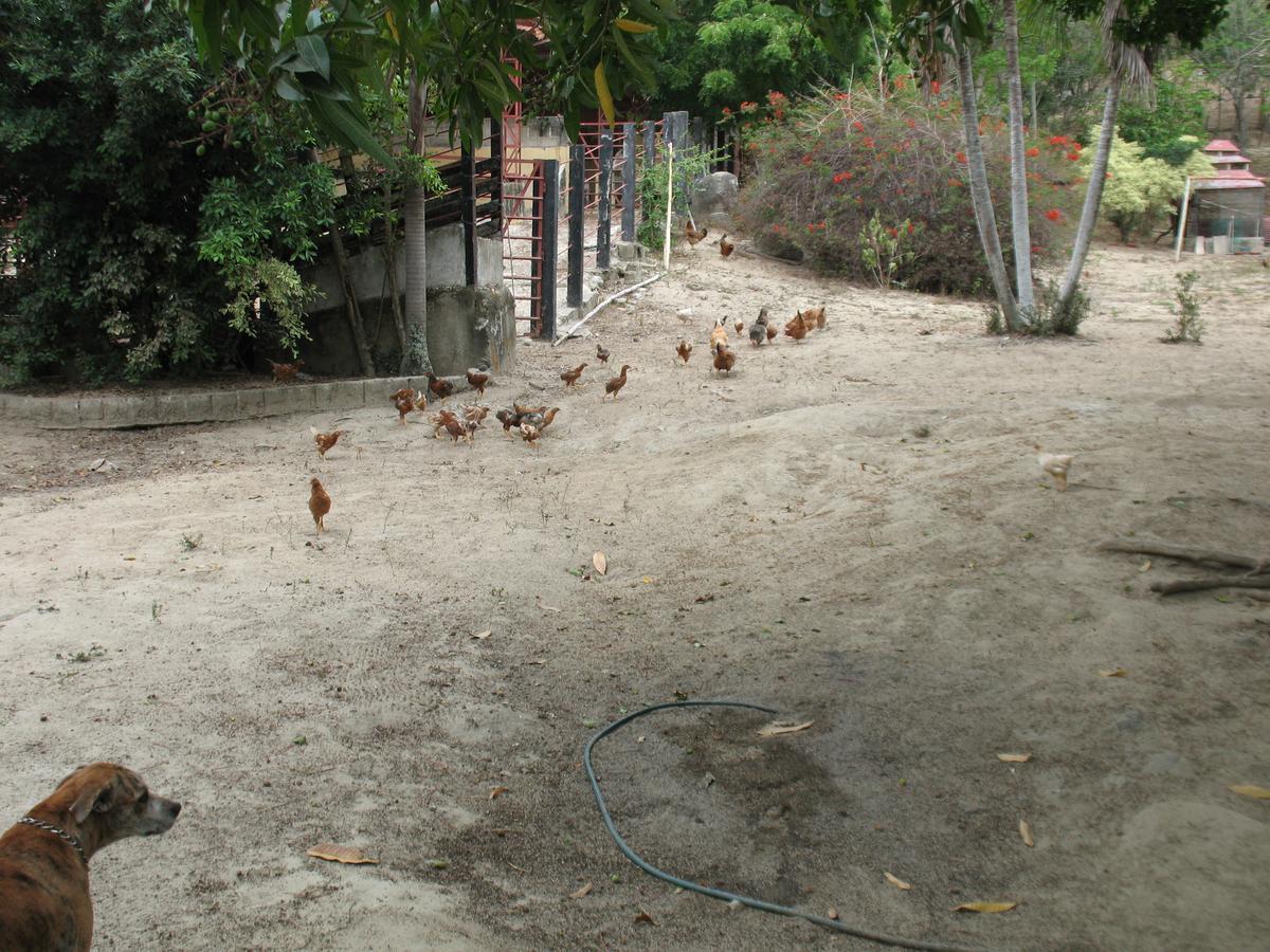 Hostel Finca La Gordita Calabazo  외부 사진